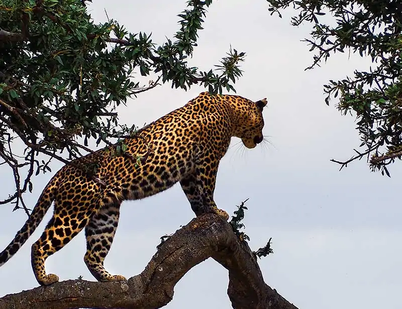 18 Leopard Facts From Amazing Leaps To Survival And Protection