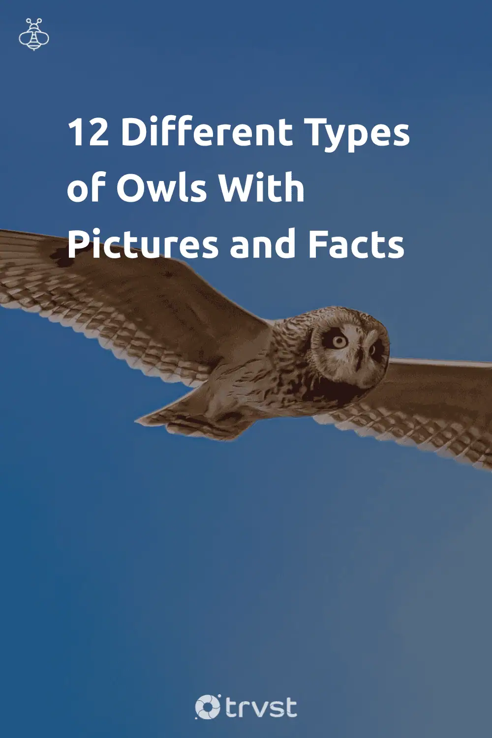 Pinterest Image for 12 Different Types of Owls With Pictures and Facts