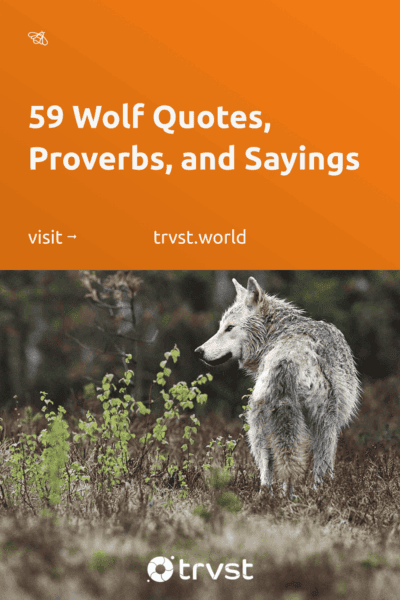 Pinterest Image for 59 Wolf Quotes, Proverbs, and Sayings