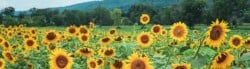 Sunflower Facts
