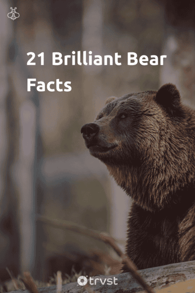 21 Brilliant Bear Facts