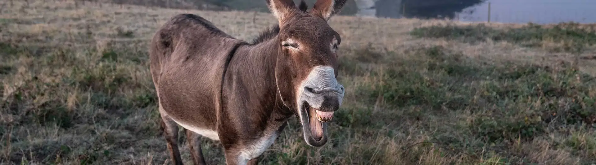 Do Donkeys Laugh?