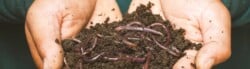 How to start a worm farm