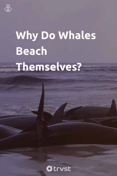 Why Do Whales Beach Themselves?