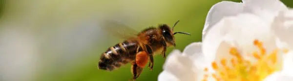 Natural Bee Repellents
