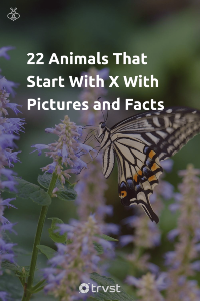 22 Animals That Start With X With Pictures and Facts