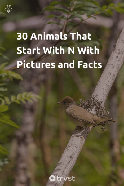 30 Animals That Start With N With Pictures and Facts