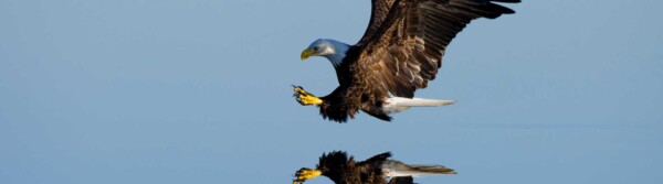 Eagle Quotes