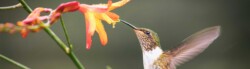 Hummingbird Quotes