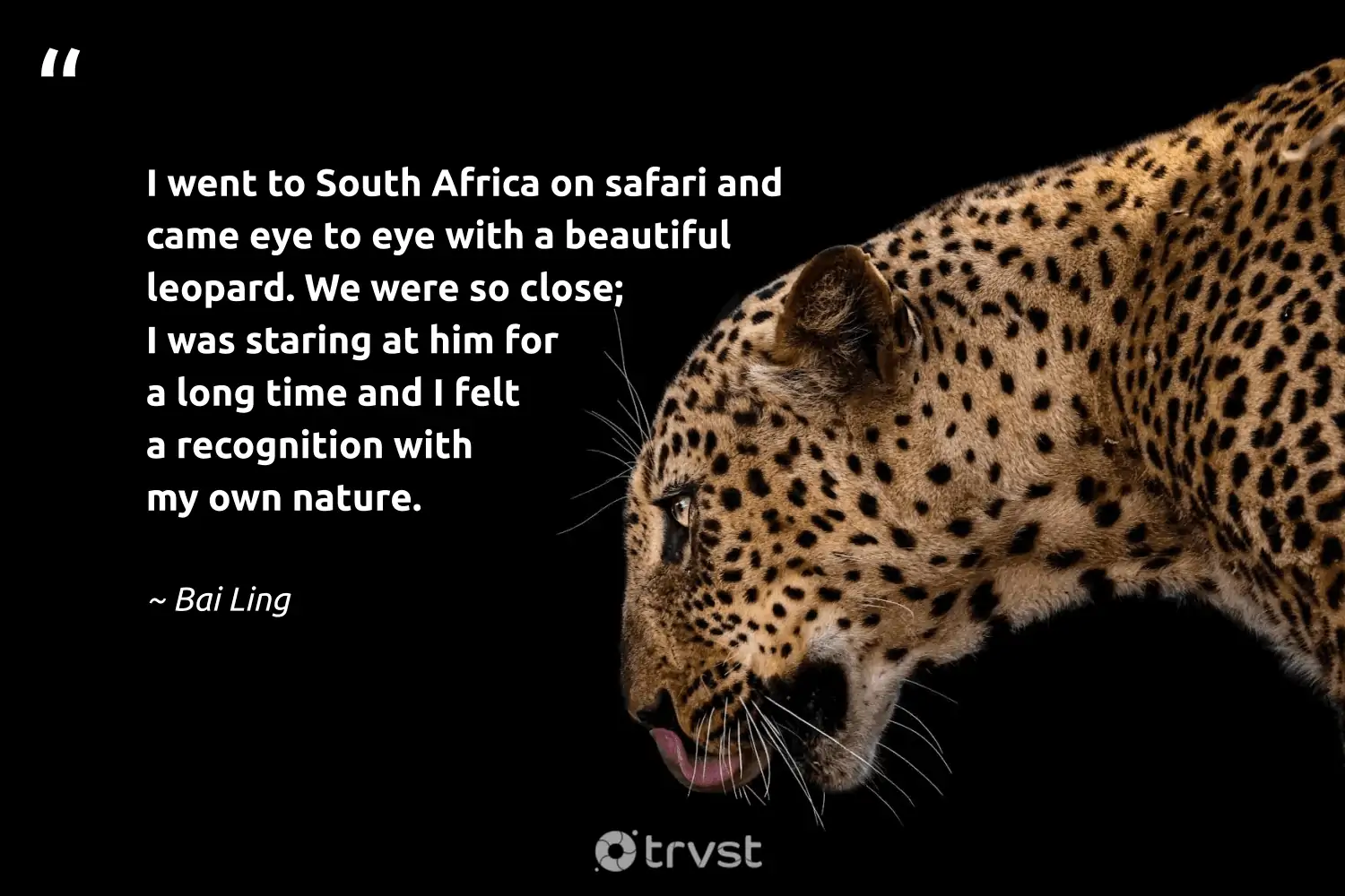 46 Leopard Quotes and Leopard Sayings to Inspire Their Protection