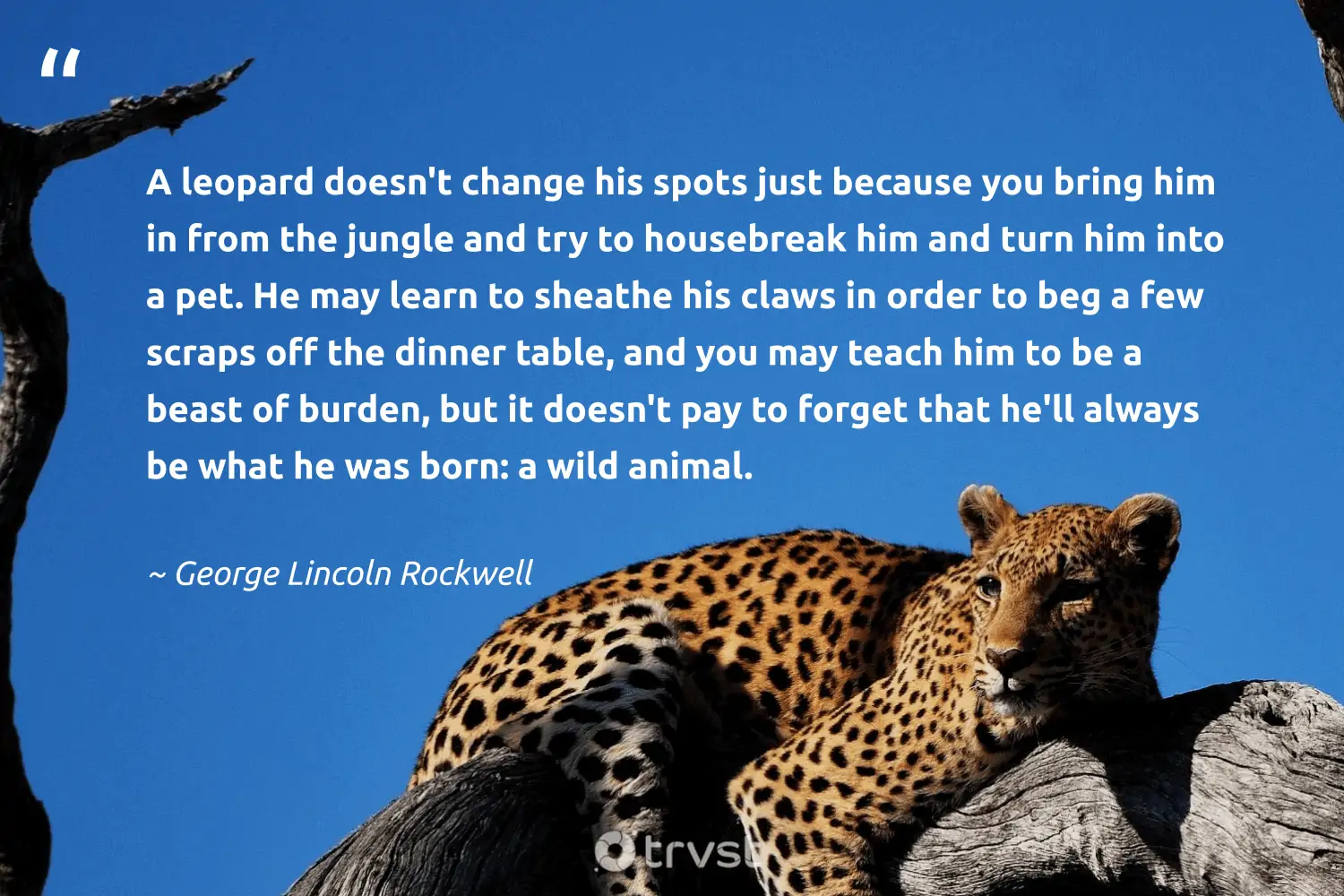 46 Leopard Quotes and Leopard Sayings to Inspire Their Protection