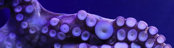 Octopus Quotes