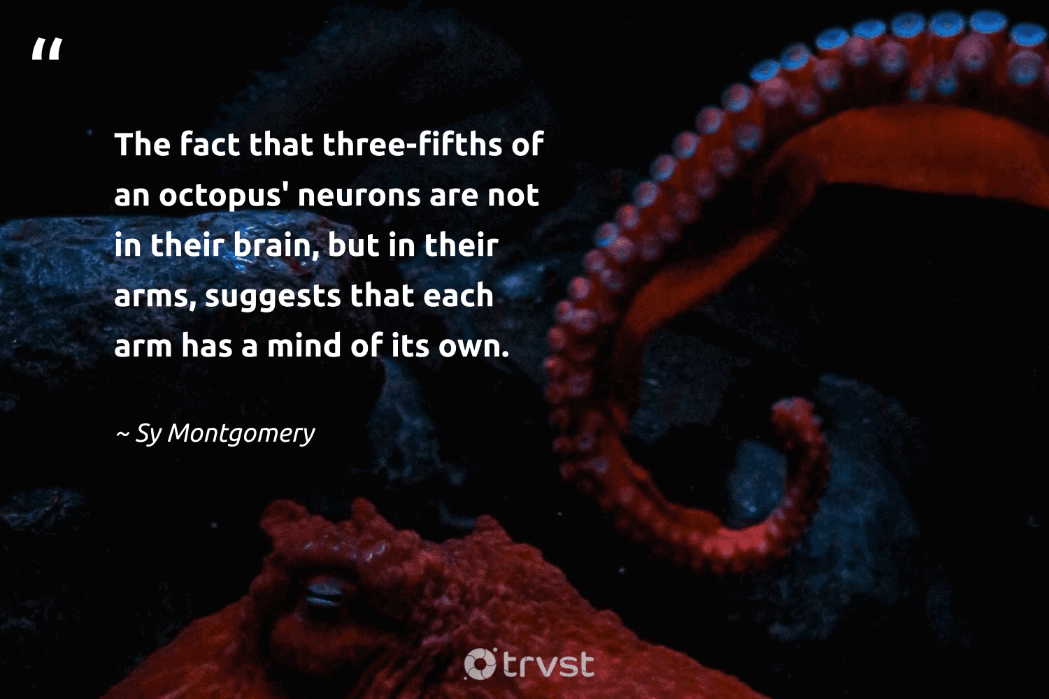 octopus-quotes-sy-montgomery-the-fact-th-1515.png