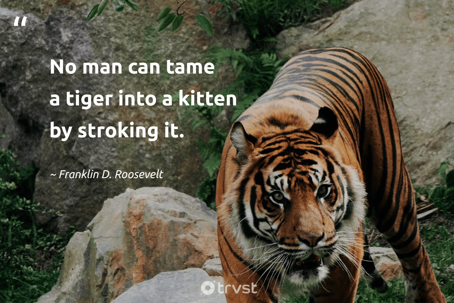 87 Tiger Quotes and Famous Sayings About Tigers