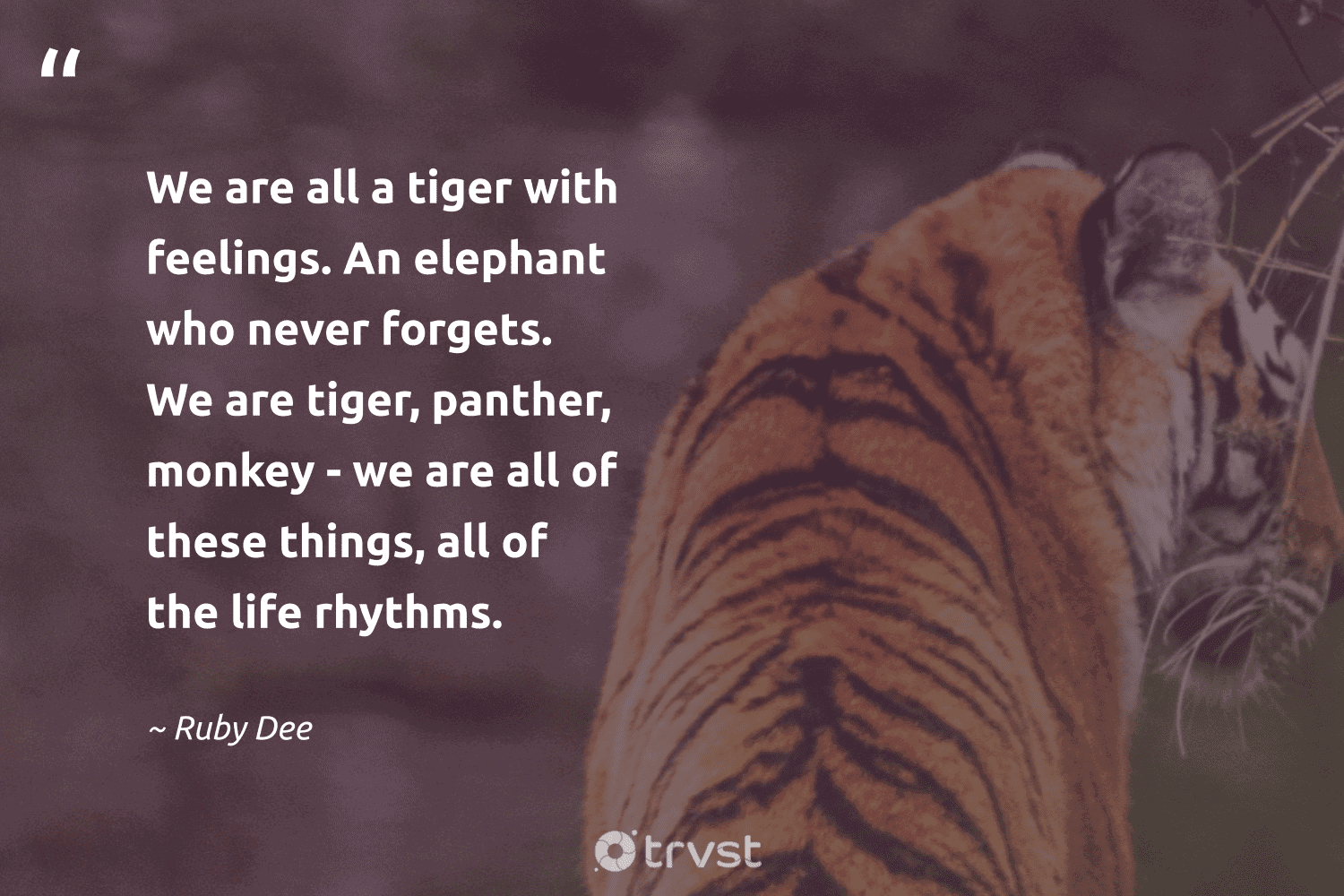 87 Tiger Quotes and Famous Sayings About Tigers