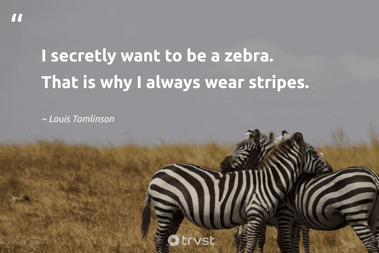 30 Zebra Quotes To Inspire Your Own Uniqueness