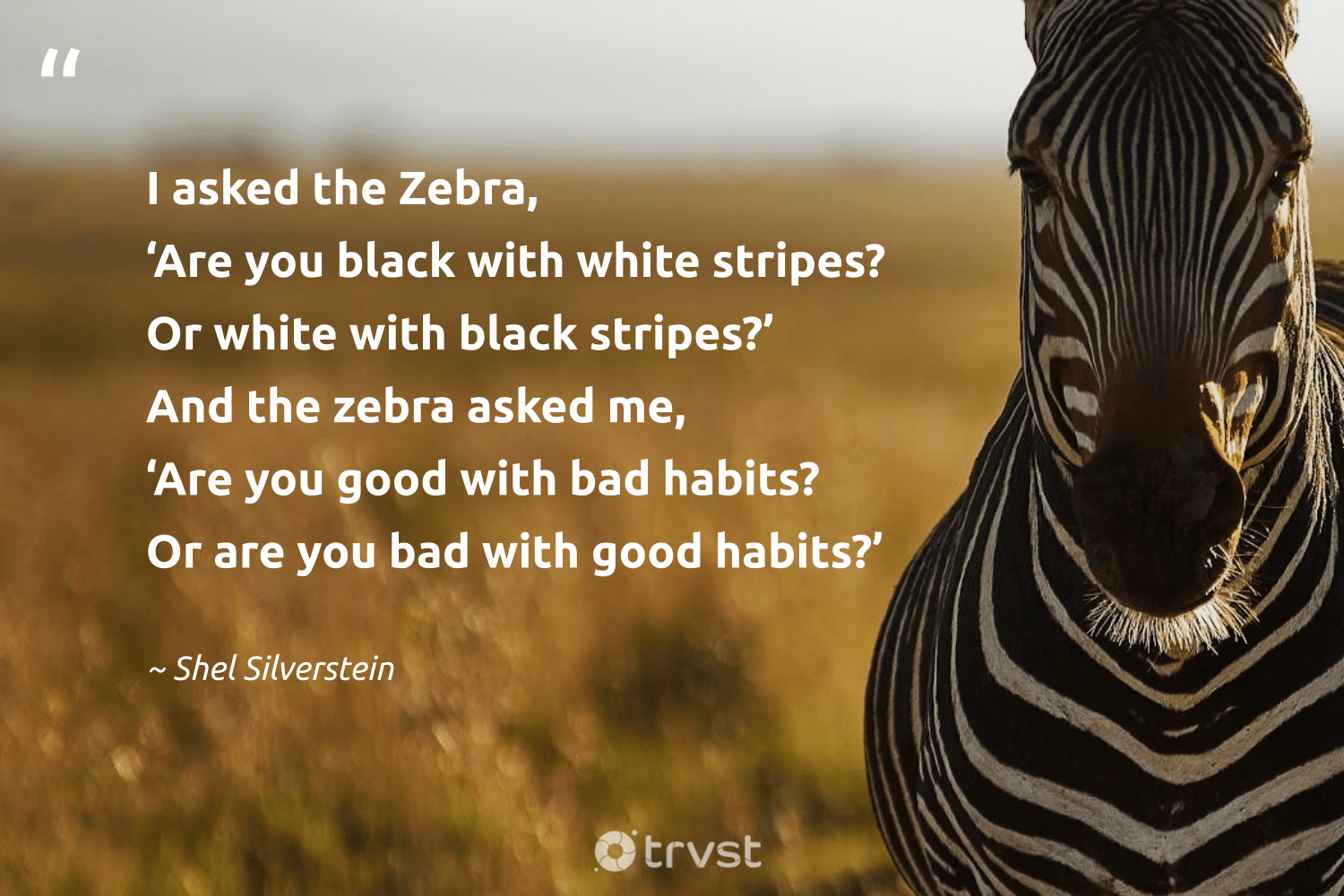 30 Zebra Quotes To Inspire Your Own Uniqueness