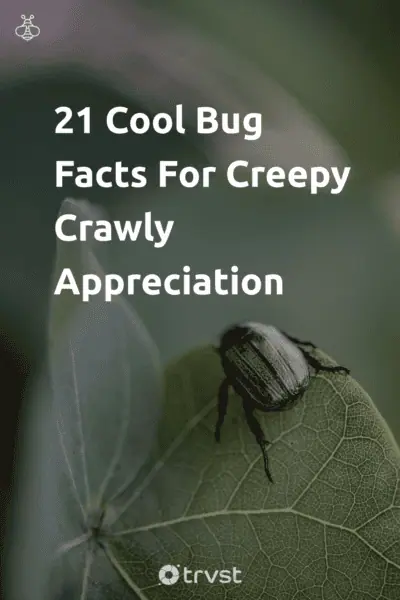 Pin Image Portrait 21 Cool Bug Facts For Creepy Crawly Appreciation