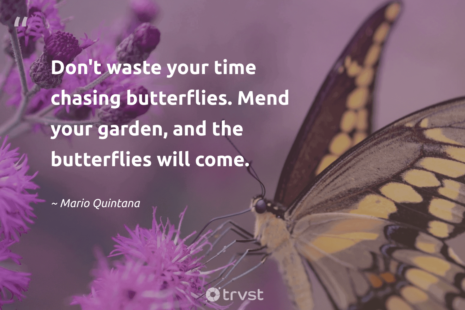 62 Beautiful Butterfly Quotes Inspiring Appreciation
