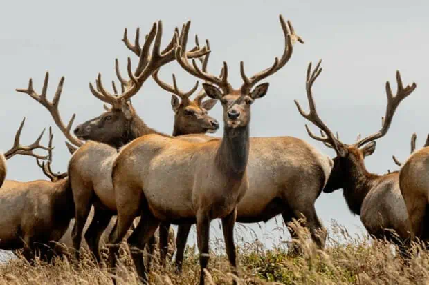12 Deer Facts About The Woodland Beauty
