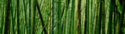 Different Types Bamboo