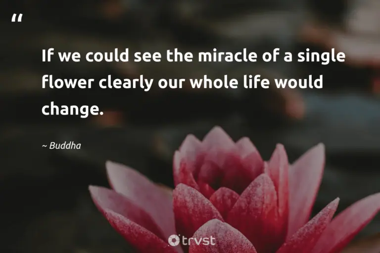 "If we could see the miracle of a single flower clearly our whole life would change." -Buddha #trvst #quotes #ecoconscious #bethechange #bloom #life #flower #flower #flowerphotography 