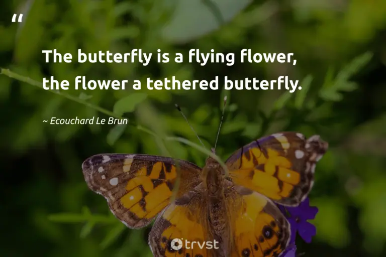 "The butterfly is a flying flower, the flower a tethered butterfly." -Ecouchard Le Brun #trvst #quotes #socialchange #bethechange #flowerphotography #flower #blossom #butterfly #flower 