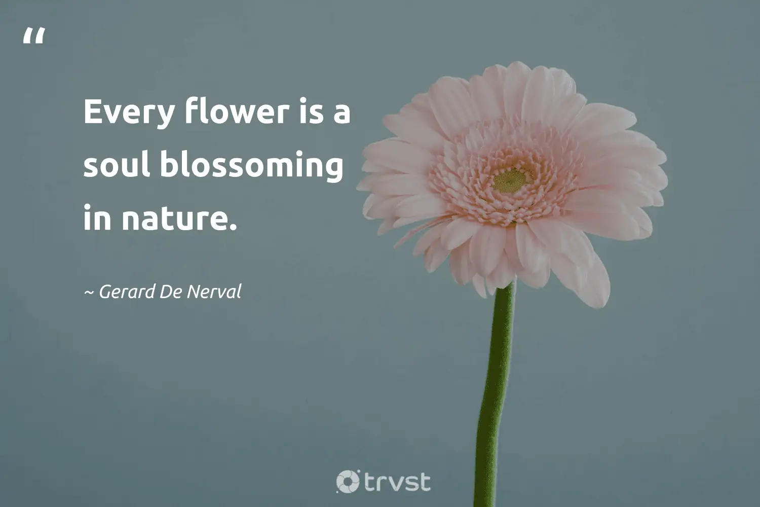 Thoughtful Flower Quotes And Sayings