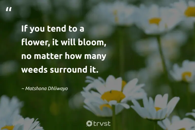 "If you tend to a flower, it will bloom, no matter how many weeds surround it." -Matshona Dhliwayo #trvst #quotes #collectiveaction #bethechange #beauty #flower #flower #bloom #blossom 