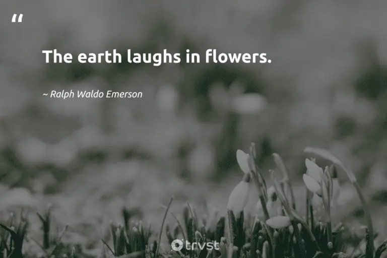 "The earth laughs in flowers." -Ralph Waldo Emerson #trvst #quotes #socialchange #dogood #colorful #flowers #bloom #earth #beauty 