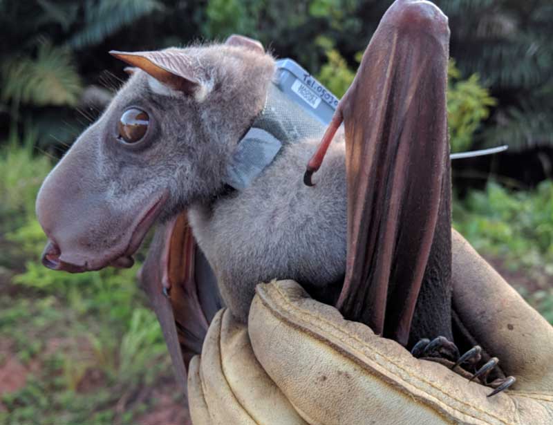 15 World's Ugliest Animals from the Weird to the Wonderful