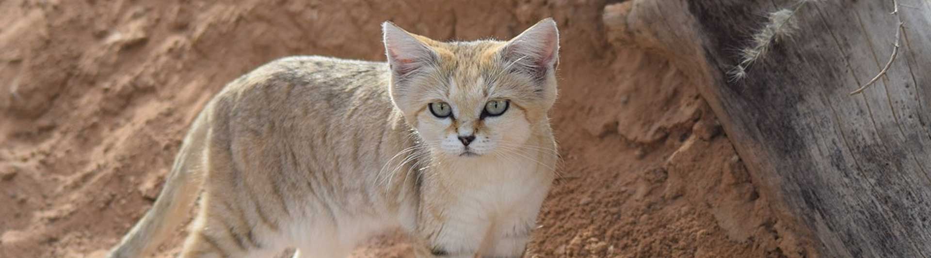 21 Sand Cat Facts About These Cute Desert Warriors