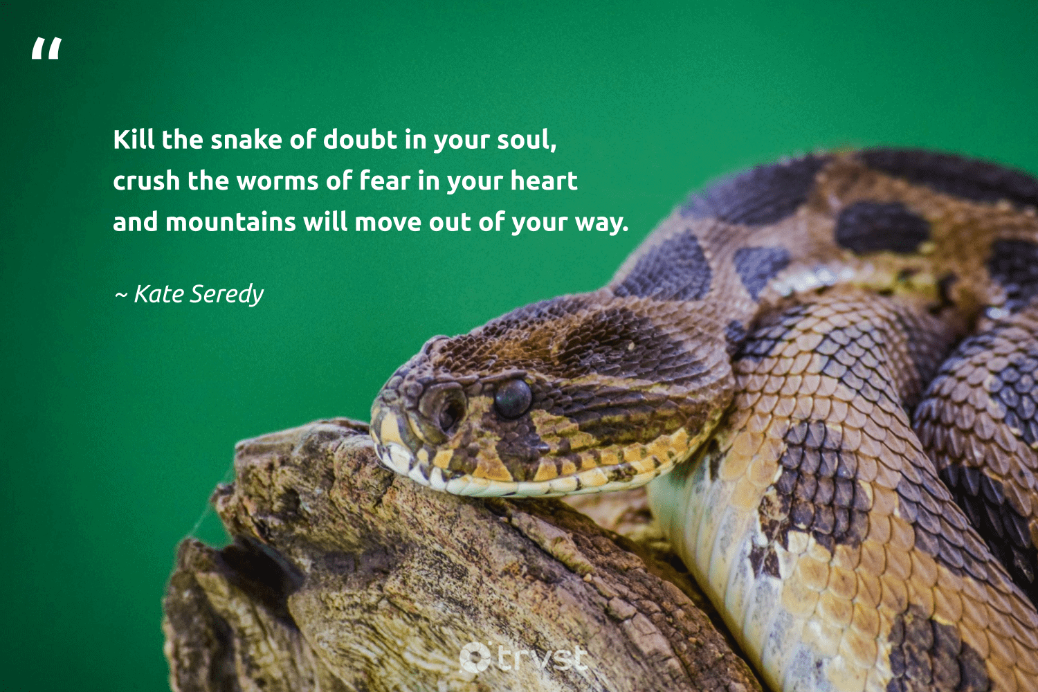 47 Snake Quotes Exploring The World of These Limbless Reptiles
