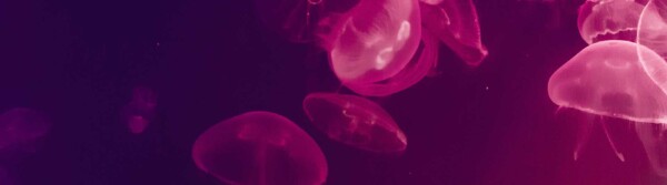 Types of Jellyfish