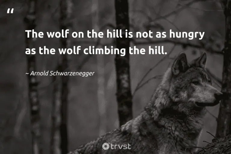 "The wolf on the hill is not as hungry as the wolf climbing the hill." -Arnold Schwarzenegger #trvst #quotes #bethechange #gogreen #wolf #motivation