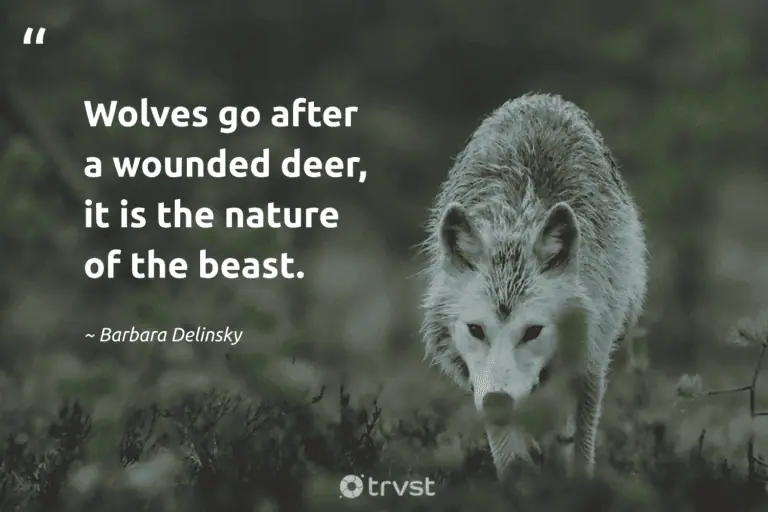"Wolves go after a wounded deer, it is the nature of the beast." -Barbara Delinsky #trvst #quotes #thinkgreen #bethechange #wolf #nature 