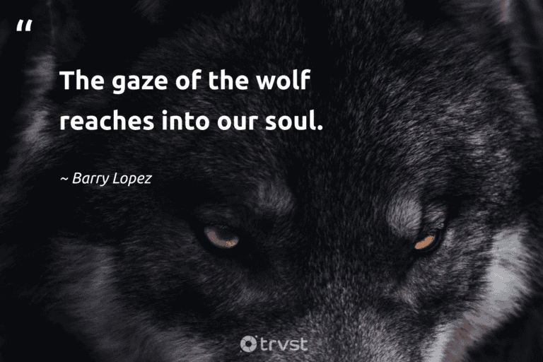 "The gaze of the wolf reaches into our soul." -Barry Lopez #trvst #quotes #gogreen #dogood #wolf #captionideas