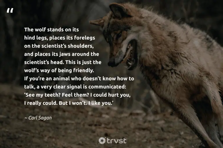 "The wolf stands on its hind legs, places its forelegs on the scientist’s shoulders, and places its jaws around the scientist’s head. This is just the wolf’s way of being friendly. If you’re an animal who doesn’t know how to talk, a very clear signal is communicated: “See my teeth? Feel them? I could hurt you, I really could. But I won’t. I like you." -Carl Sagan #trvst #quotes #socialimpact #thinkgreen #wolf #CarlSagan