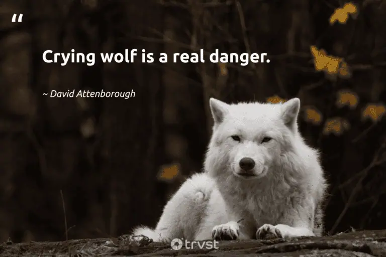 "Crying wolf is a real danger." -David Attenborough #trvst #quotes #planetearthfirst #socialchange #wolf #DavidAttenborough