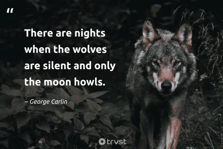 "There are nights when the wolves are silent and only the moon howls." -George Carlin #trvst #quotes #dogood #ecoconscious #wolf #silent #nights #howl 