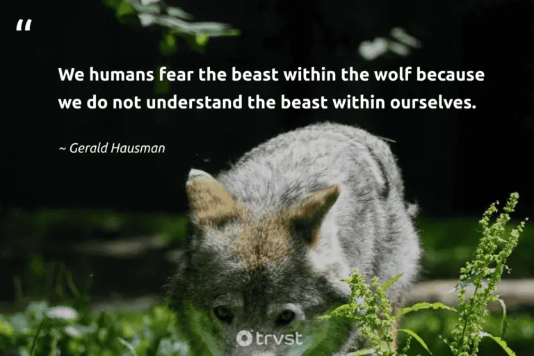 "We humans fear the beast within the wolf because we do not understand the beast within ourselves." -Gerald Hausman #trvst #quotes #gogreen #socialimpact #wolf #modernliterature #books