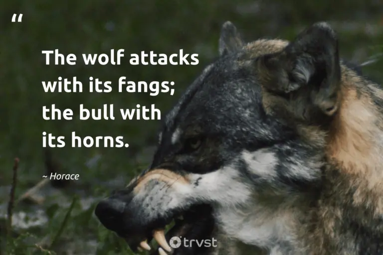 "The wolf attacks with its fangs; the bull with its horns." -Horace #trvst #quotes #impact #takeaction #wolf #sayings #Horace