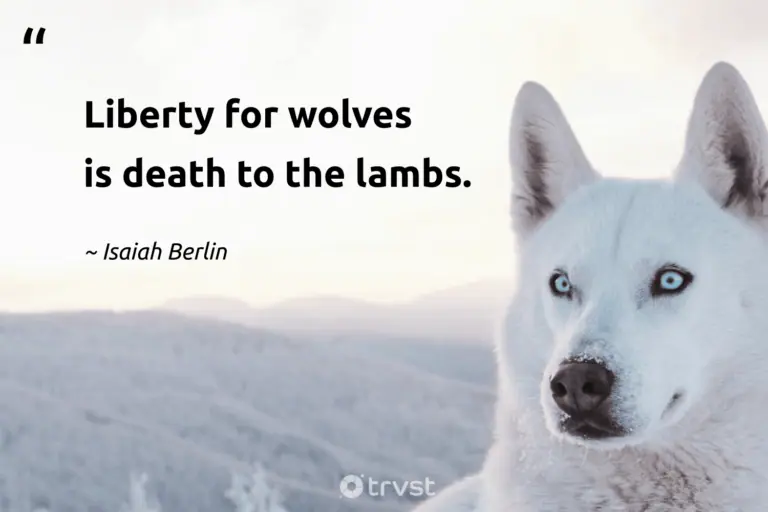"Liberty for wolves is death to the lambs." -Isaiah Berlin #trvst #quotes #impact #socialchange #wolf #captionideas