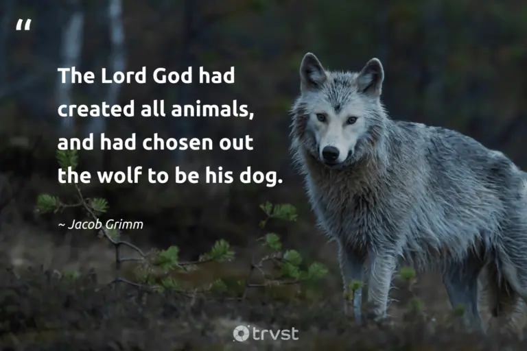 "The Lord God had created all animals, and had chosen out the wolf to be his dog." -Jacob Grimm #trvst #quotes #bethechange #takeaction #wolf #literature