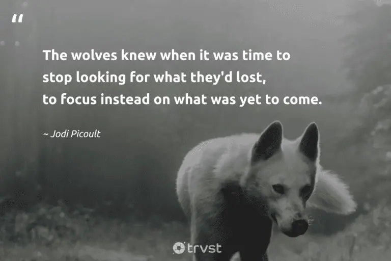 "The wolves knew when it was time to stop looking for what they'd lost, to focus instead on what was yet to come." -Jodi Picoult #trvst #quotes #takeaction #bethechange #wolf #modernliterature #books