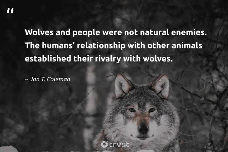 "Wolves and people were not natural enemies. The humans' relationship with other animals established their rivalry with wolves." -Jon T. Coleman #trvst #quotes #ecoconscious #takeaction #wolf #people 