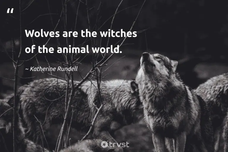 "Wolves are the witches of the animal world." -Katherine Rundell #trvst #quotes #beinspired #bethechange #wolf #world #animal #captionideas