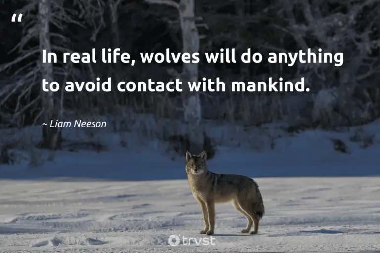 "In real life, wolves will do anything to avoid contact with mankind." -Liam Neeson #trvst #quotes #ecoconscious #changetheworld #wolf #lonewolf