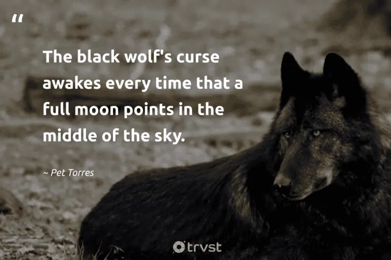 "The black wolf's curse awakes every time that a full moon points in the middle of the sky." -Pet Torres #trvst #quotes #bethechange #dogood #wolf #modernliterature #books