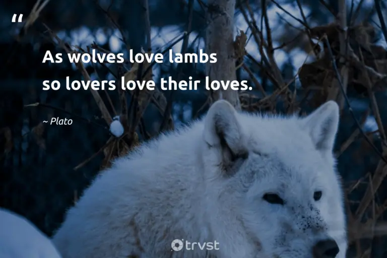 "As wolves love lambs so lovers love their loves." -Plato #trvst #quotes #impact #gogreen #wolf #love #sayings #Plato